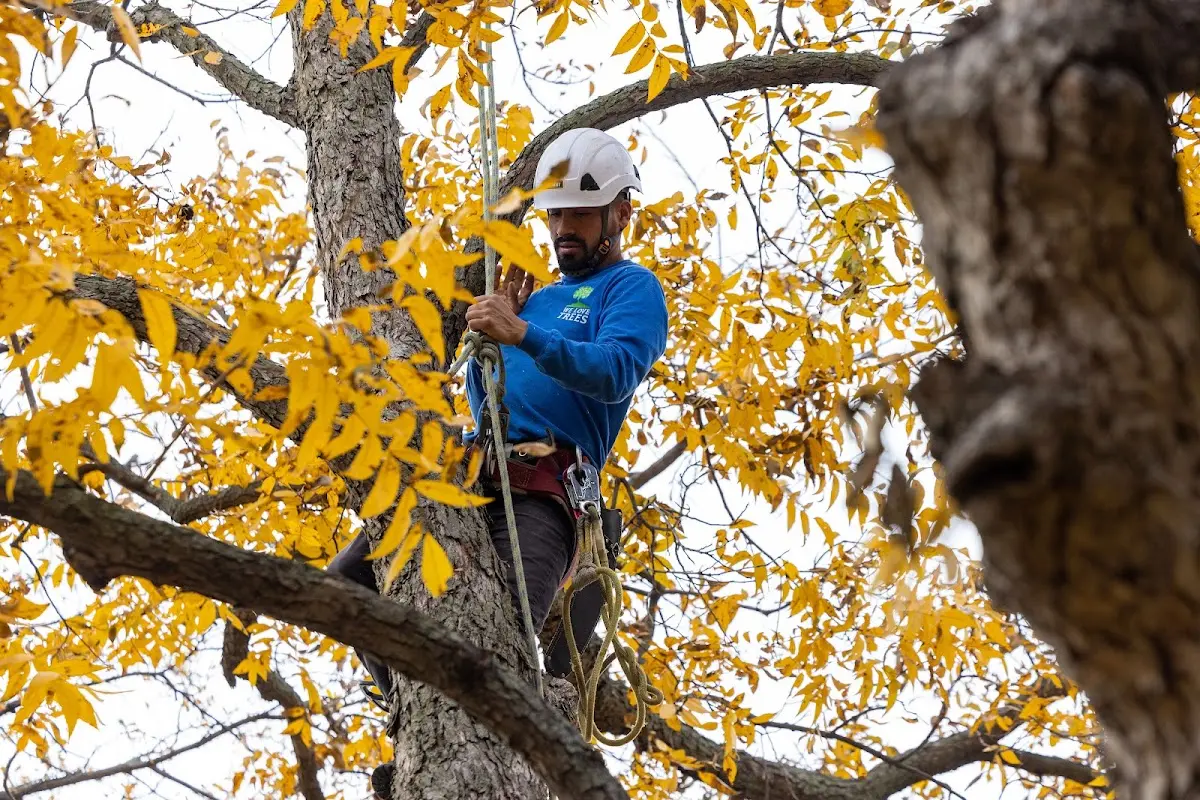 Skilled Tree Pruning crew working in Fairview