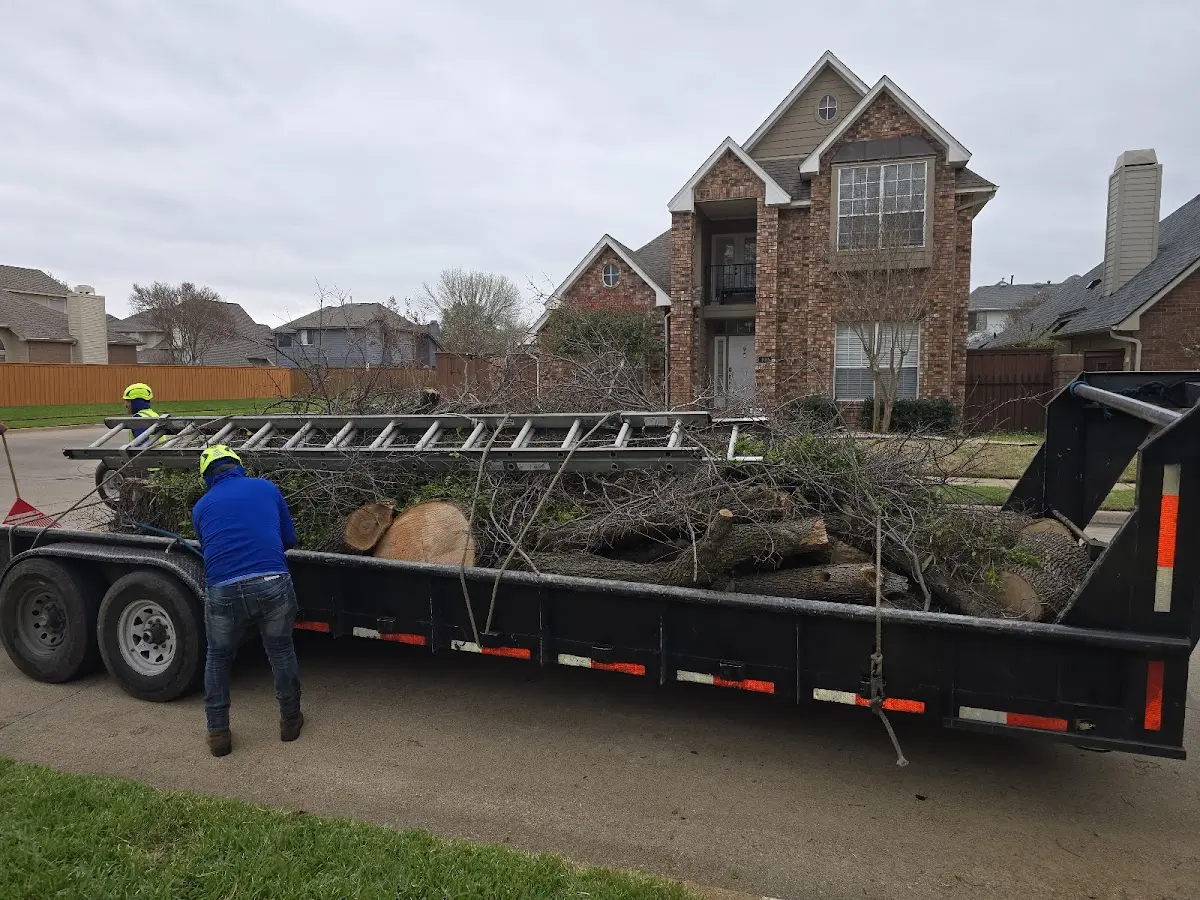 Expert Tree Pest Control with proper safety equipment in Fairview